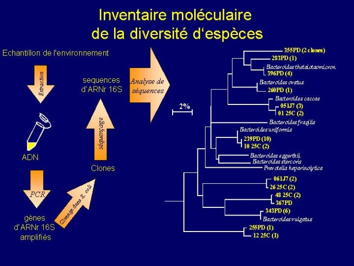 Diapositive19