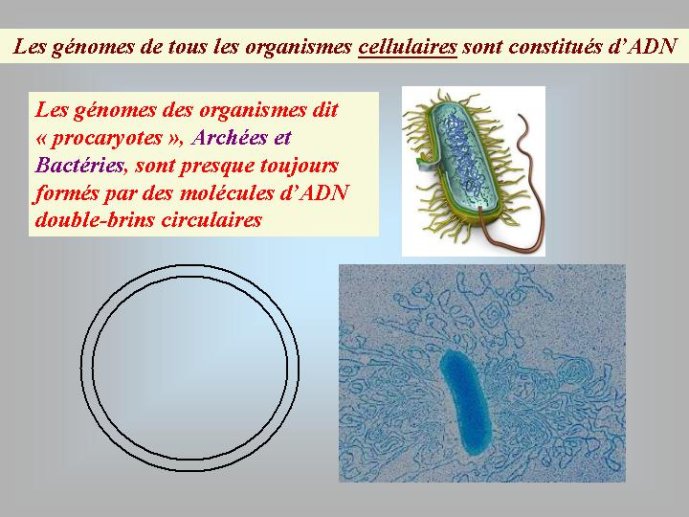 Diapositive10