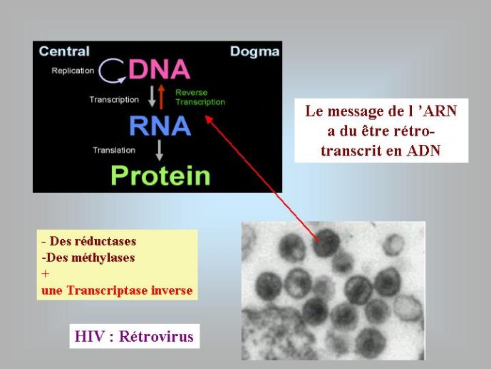 Diapositive46