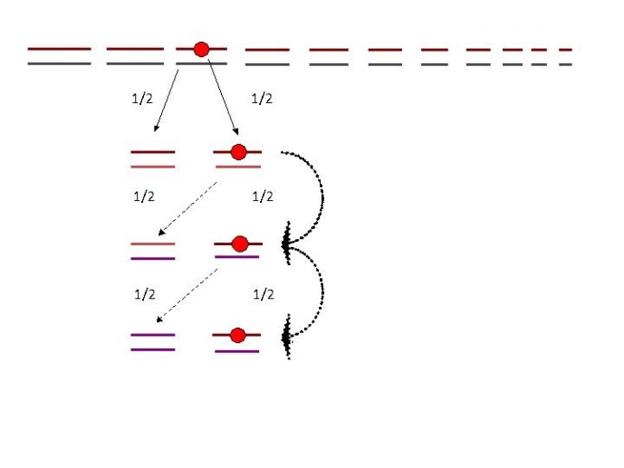 Diapositive31