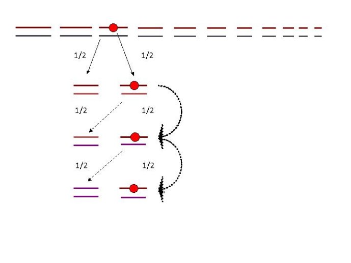 Diapositive31