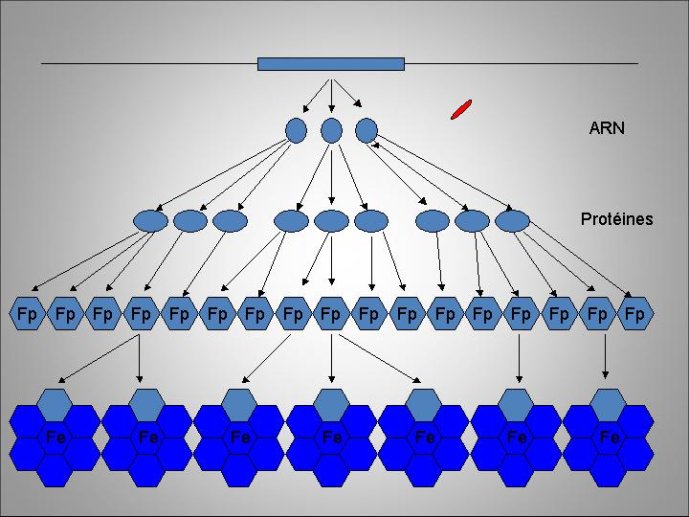 Diapositive47