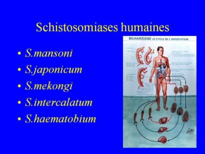schisto_hep_ANM_Bordeaux3