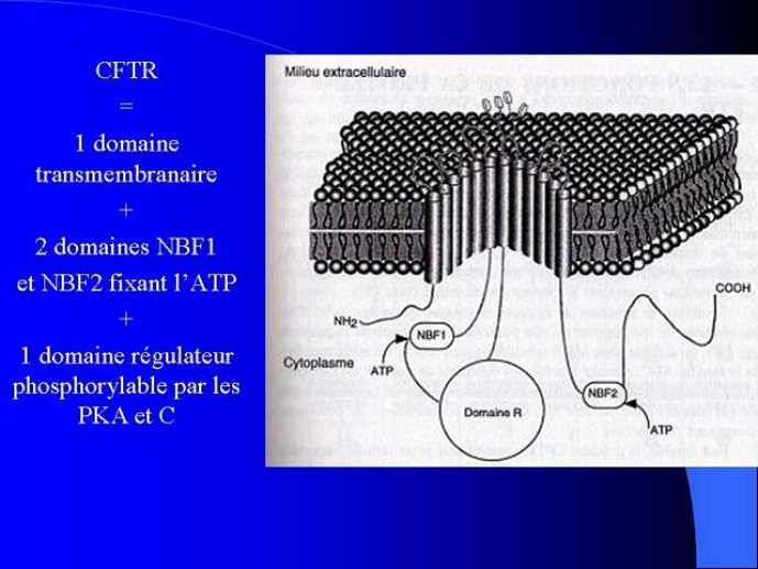Diapositive5