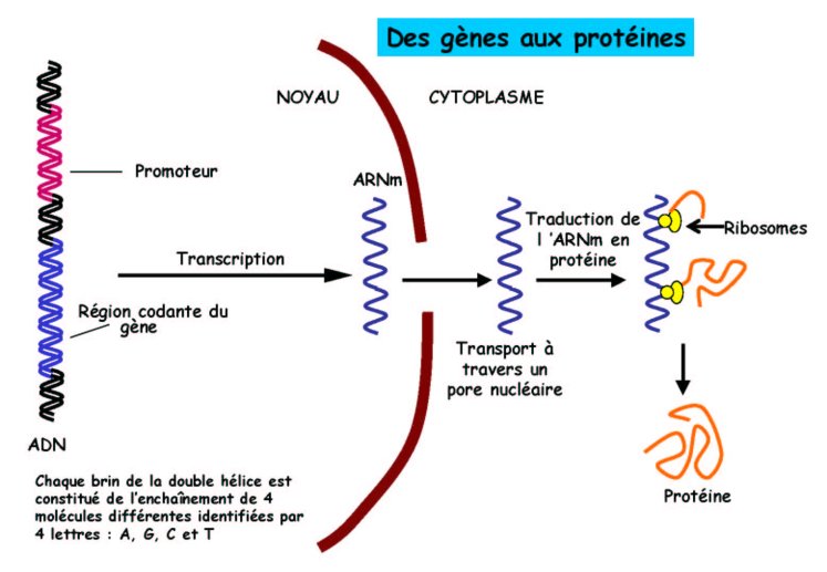 OGM_Bayonne181208_03