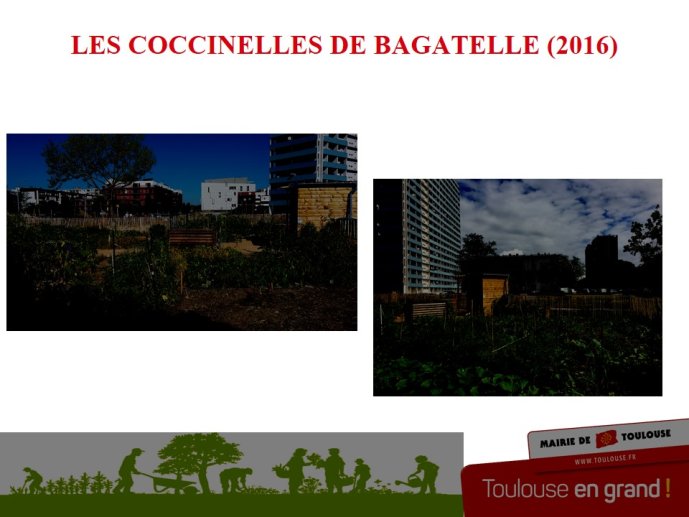 Cosme-Agriculture urbaine 2017-15.JPG