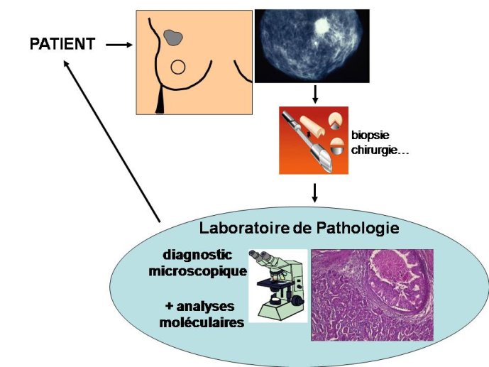 Diapositive2