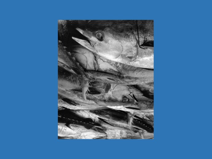 Arnal Fodomex Toulouse 2018-42.JPG