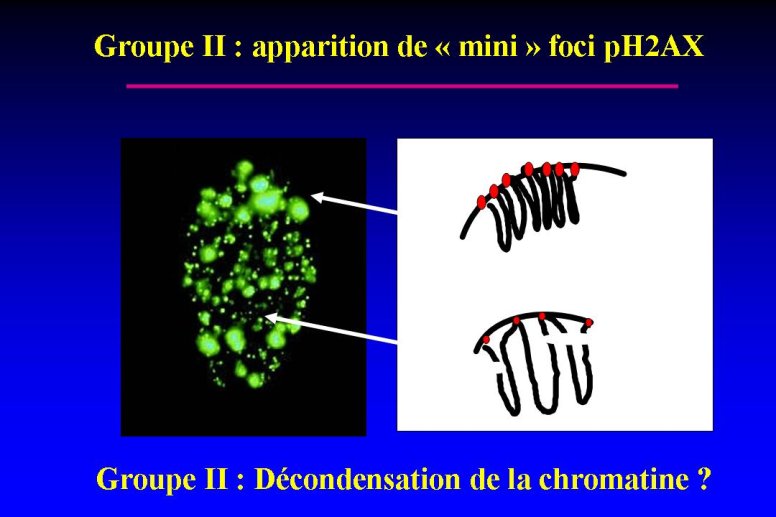 diapositive36