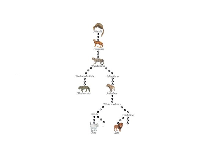 Vercruyce-Homme et animal-006.JPG