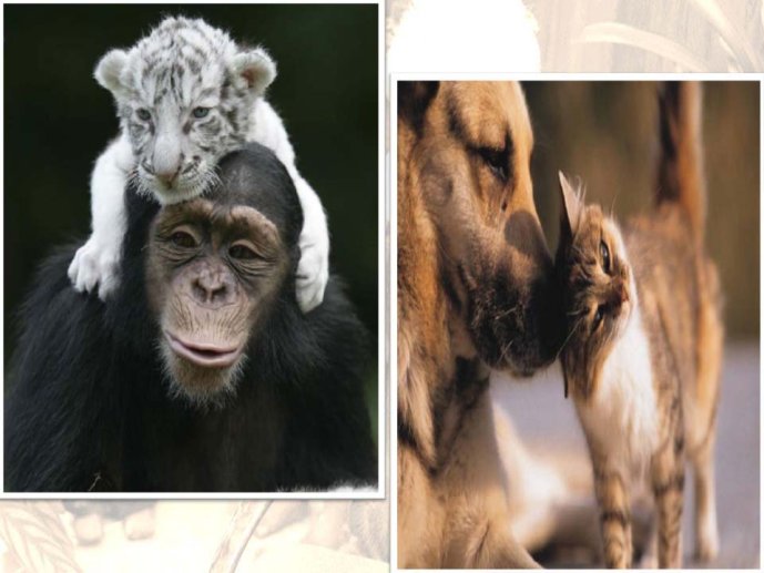 Zelia Bora-AnimalLove-07.jpg