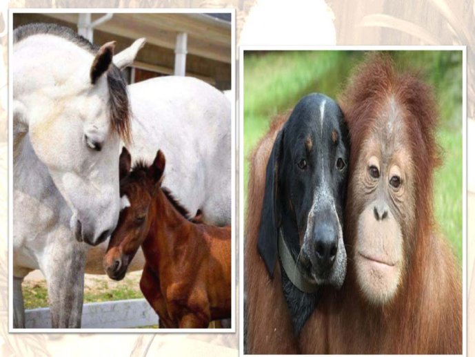 Zelia Bora-AnimalLove-08.jpg