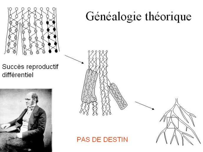 Diapositive09