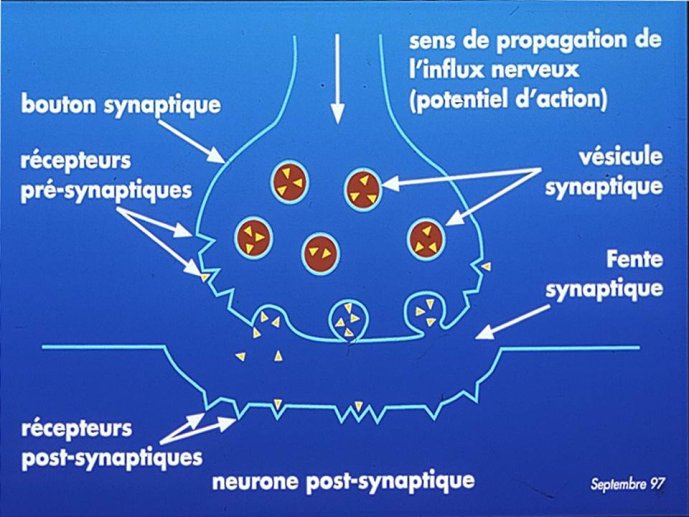 Diapositive6