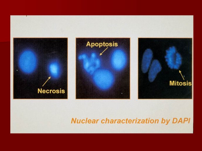 Diapositive23