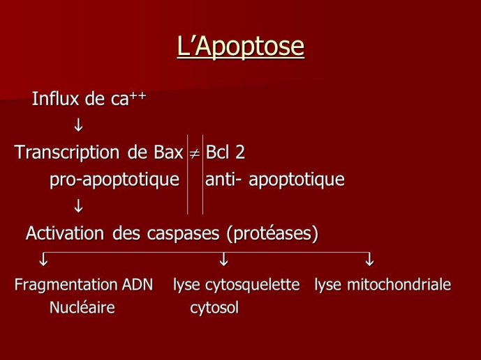 Diapositive25
