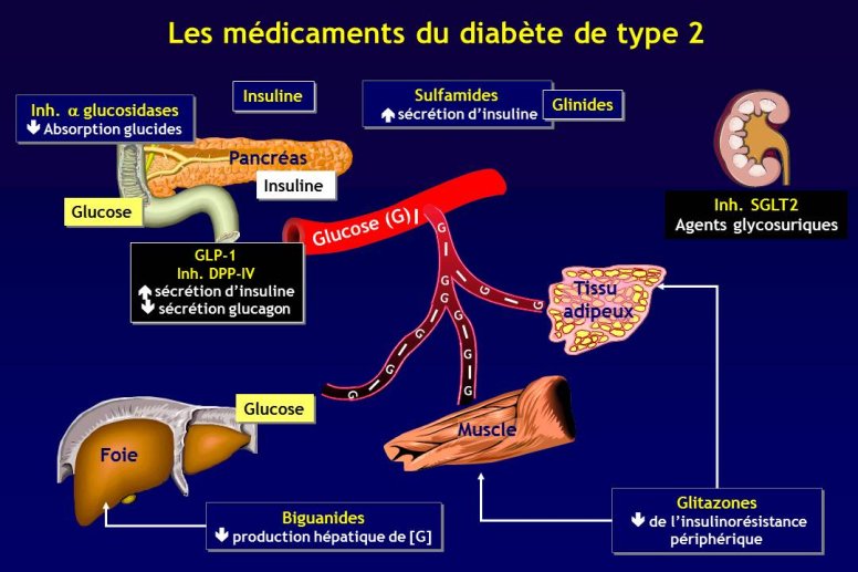 Diapositive3