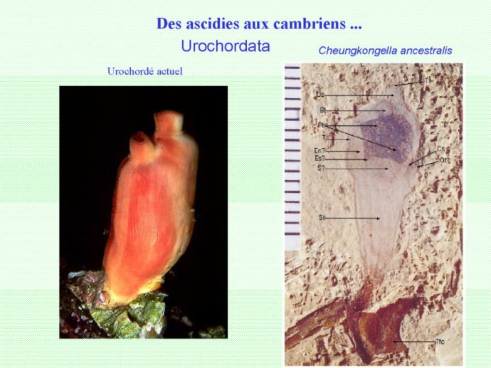 Rabet_Boulogne_2011_18