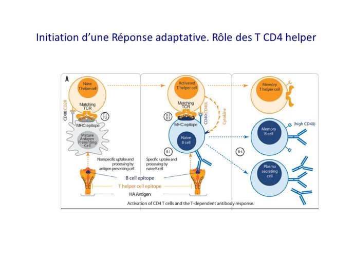 Diapositive3