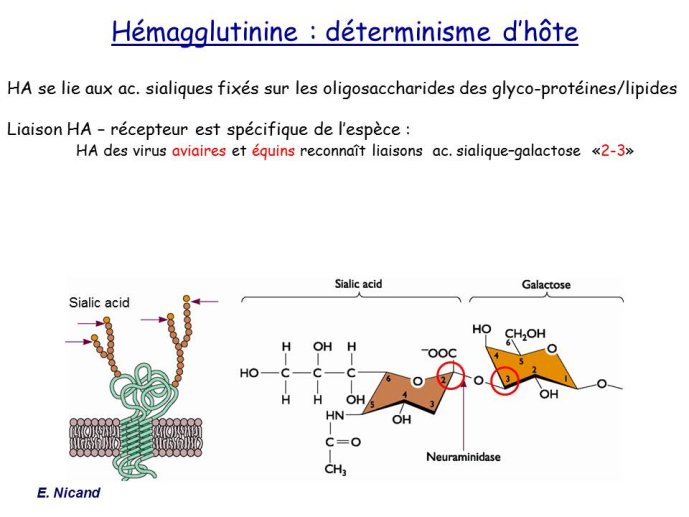 Diapositive9