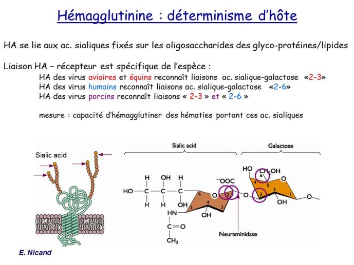 Diapositive11