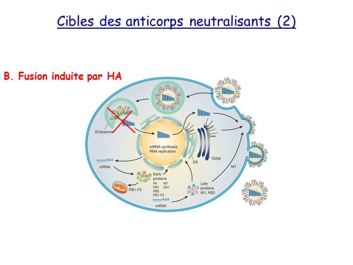 Diapositive22