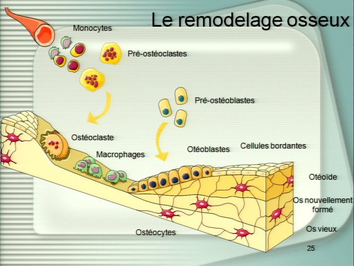 slide_0075_full