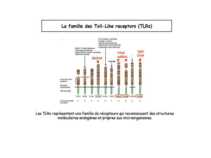 Diapositive9