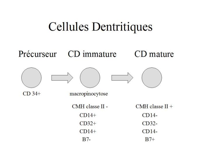 Diapositive13