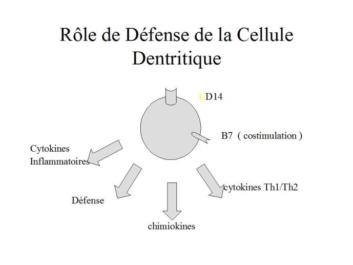 Diapositive14