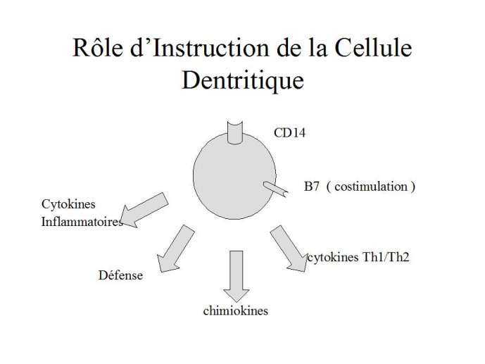 Diapositive17