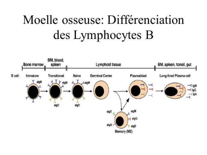 Diapositive38