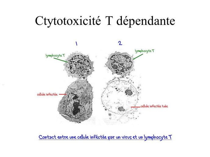 Diapositive63