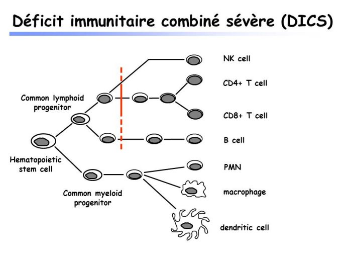 Diapositive10