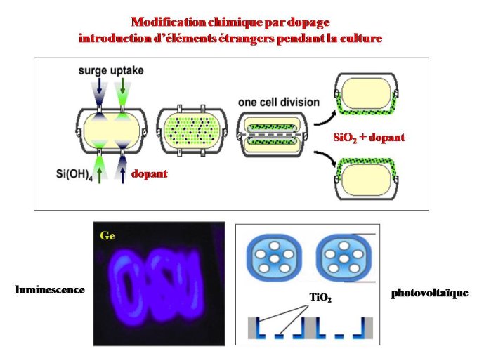 Diapositive31