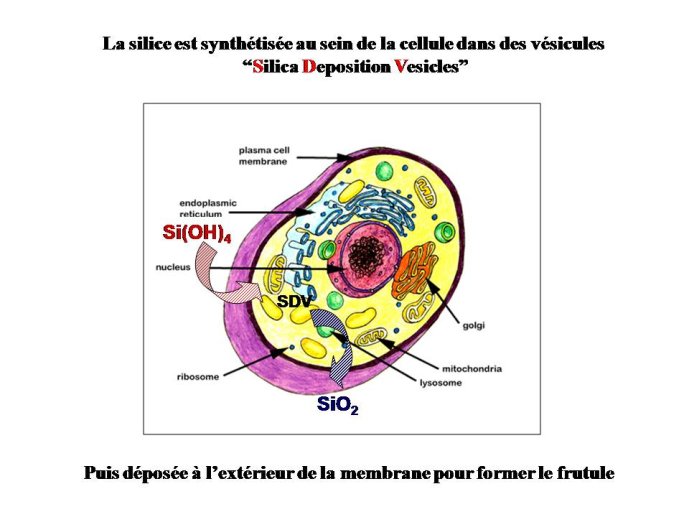 Diapositive37