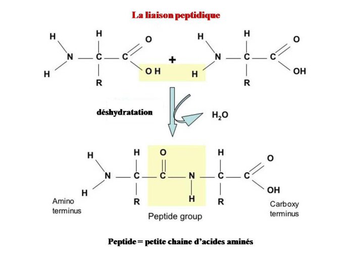Diapositive88