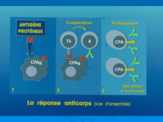 Diapositive26