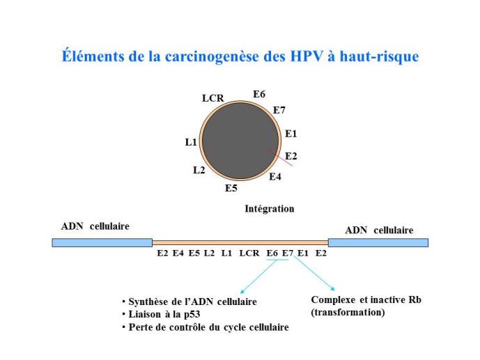 Diapositive6