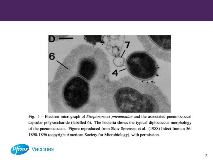 Diapositive2