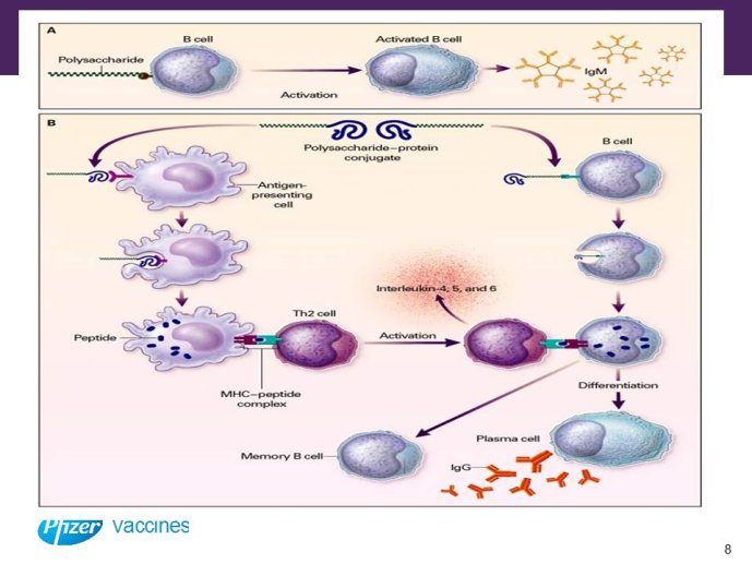 Diapositive8