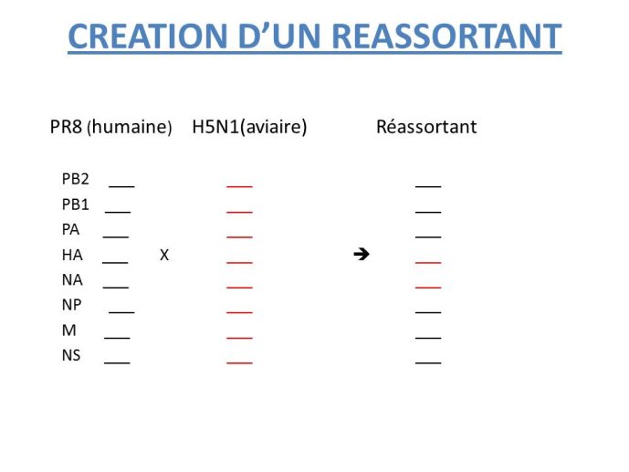 Diapositive7