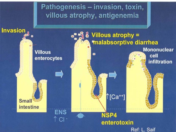 Diapositive3