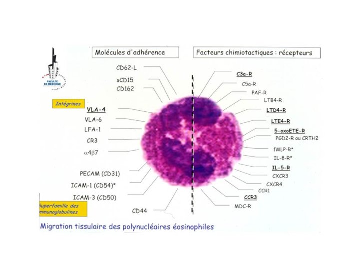 Diapositive16