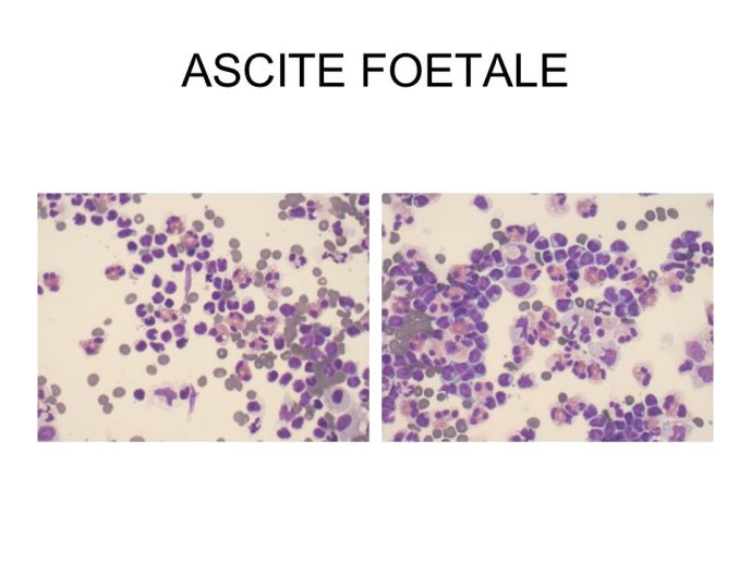 Diapositive6