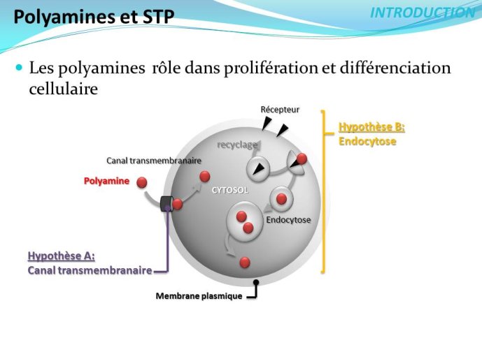 Diapositive4