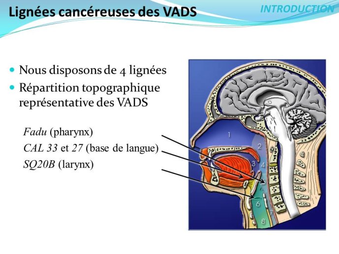 Diapositive5