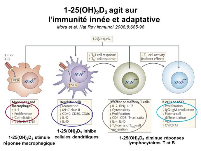 Diapositive7