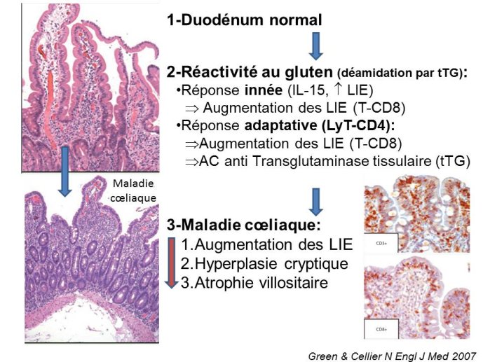 Diapositive6