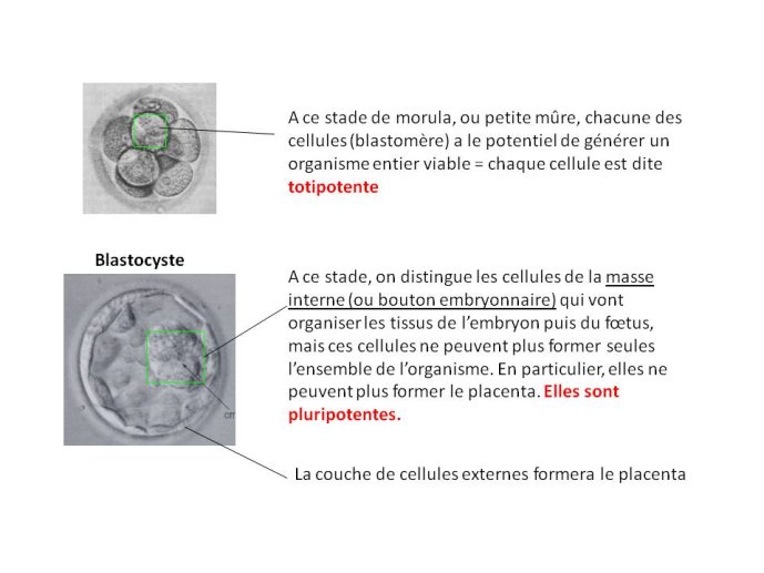 Diapositive03